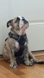 Sitting patiently.webp