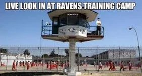 ravens.webp