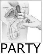 prostate.webp