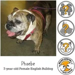 phoebe.webp