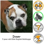 dozer1.webp