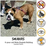 sneakers.webp