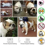 lola.webp lola.webp