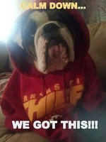 Chiefs Bulldog.webp