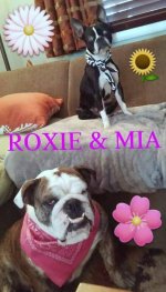 Roxie and mia.jpg