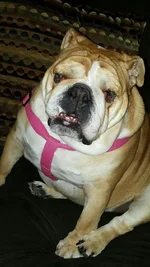 Lola.webp