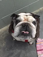 Bertie.webp