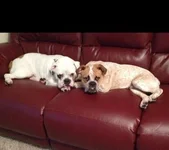 Romeo -Tex.webp