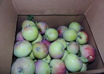 004.webp