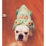 Frog prince.jpg