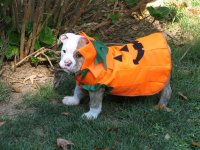 Pumpkin Polly 3.jpg