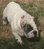 bubba1.webp bubba1.webp