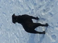 Where's that ball.webp