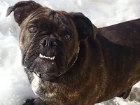 Need braces.webp