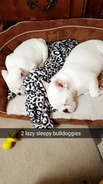 2babybulldogs.webp