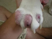 BrutusPaws002.webp