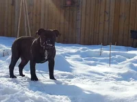 Snowy nose.webp