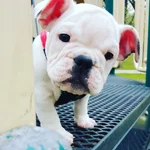 benny2.webp