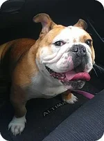 layla2.webp