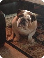 meatball2.jpg meatball2.jpg