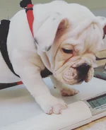 benny6.webp