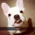 juno3.webp