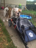 dog stroller.jpg