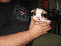 puppy 009.jpg