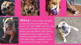 wilma.jpg wilma.jpg