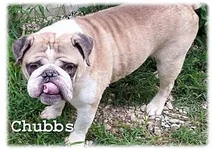 chubbs.webp