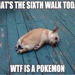 pokedog.jpg