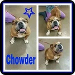 chowder3.webp
