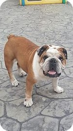 buddy.jpg buddy.jpg