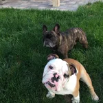 lambeau 009.webp
