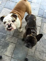 sweet faces.webp