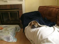 Harvey 91.webp