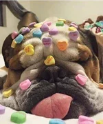 Bully hearts.webp