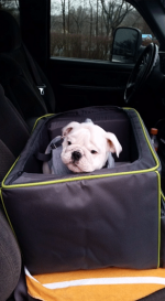 Car Seat.png Car Seat.png