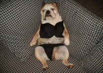 sexy-dog-photo.jpg