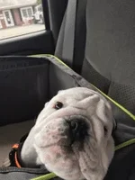 let me out dad.webp let me out dad.webp
