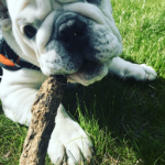 my stick.png my stick.png