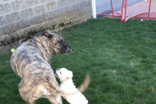 playing with elvis.png playing with elvis.png