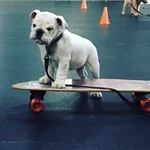 skateboard.webp skateboard.webp