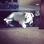 still likes the tv stand.webp still likes the tv stand.webp