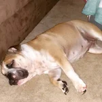 Biscuit passed out.webp