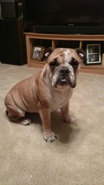 Biscuit after bath.jpg Biscuit after bath.jpg