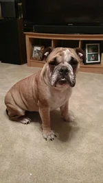 Biscuit after bath.webp