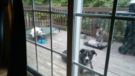 Puppy time out.jpg Puppy time out.jpg