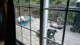 Puppy time out.webp