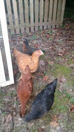 Chickens.jpg Chickens.jpg
